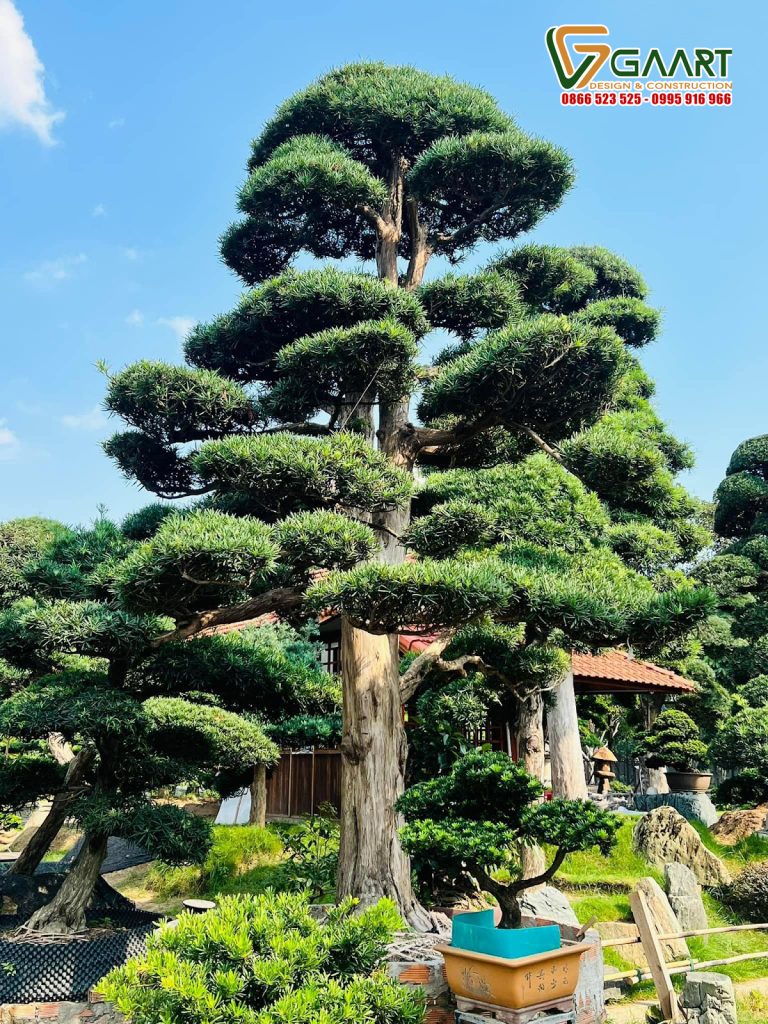Cung cấp cây Tùng Nhật uy tín