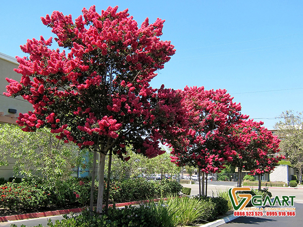 Cung cấp, thi công cây trồng sân vườn